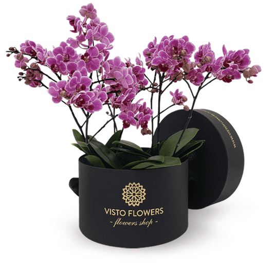 Caja Orquídeas Mini  RN